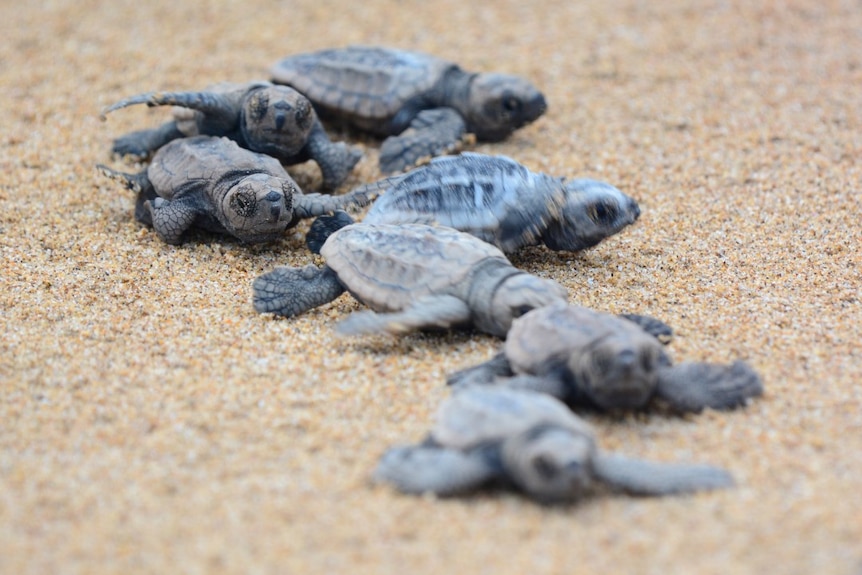 seven turtle hatchlings on the sand