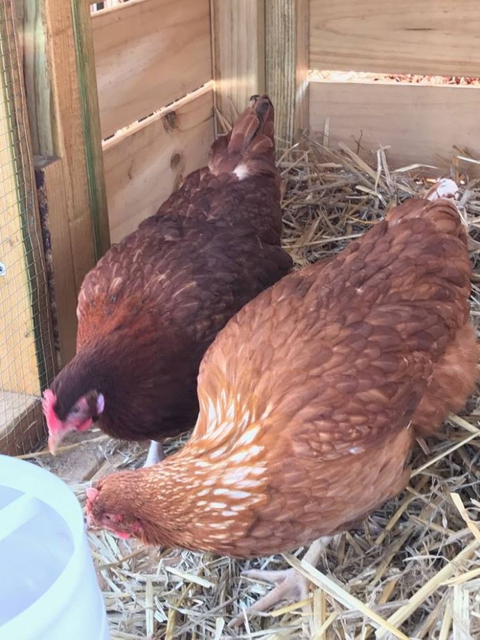 Two chickens drink from a water bowl in their coop.