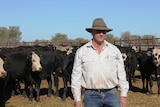 A man standing in a pen of black steers