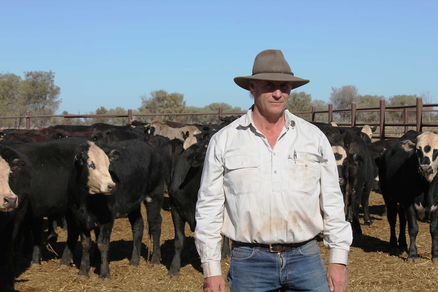 A man standing in a pen of black steers