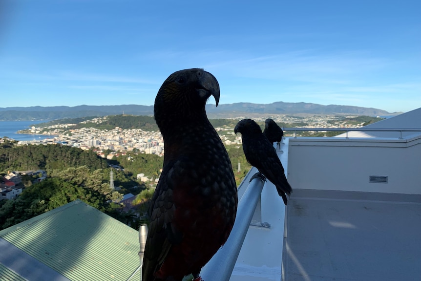 Tre pappagalli Kaka seduti su una ringhiera con Wellington, Nuova Zelanda, sullo sfondo.