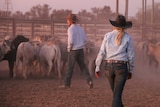 A female ringer walks towards cattle.