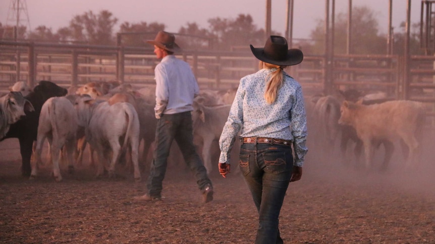 Working in livestock is having its TikTok moment, but what does a ringer do?