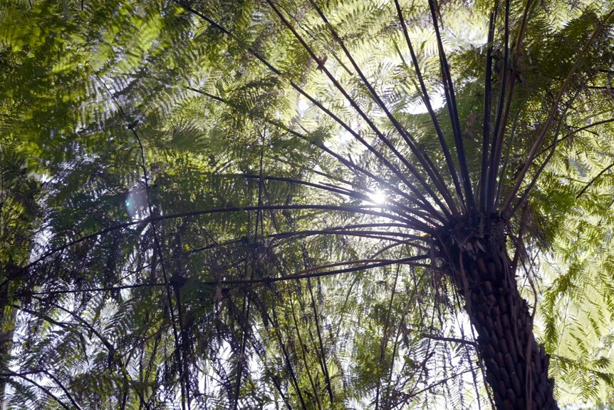 A canopy of tree fern fronds seen from below.
