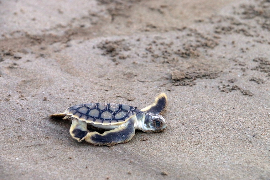 A tiny sea turtle marches towards the water at Casuarina Beach in Darwin.