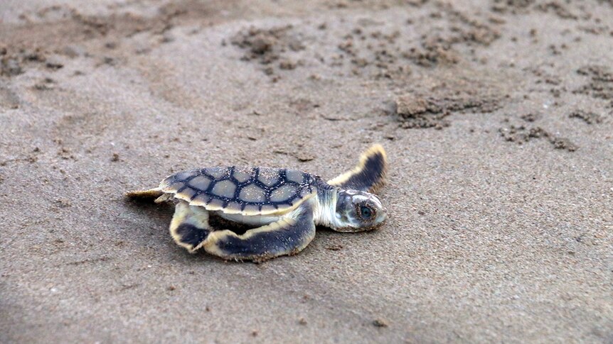 A tiny sea turtle marches towards the water at Casuarina Beach in Darwin.