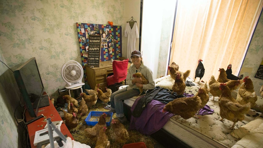 Room full of chickens at Edgar's Mission