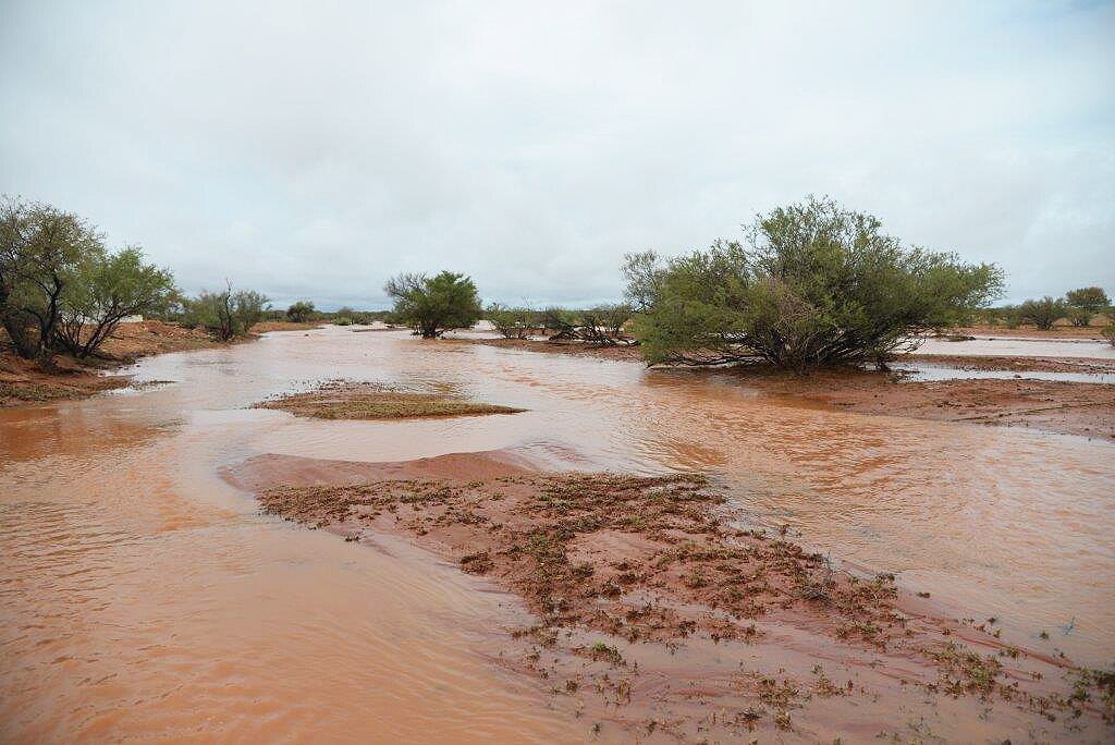 Widespread soaking rain welcomed by outback graziers - ABC News