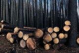 Piles of blackened logs in the middle of a black forest.