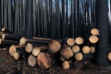 Piles of blackened logs in the middle of a black forest.