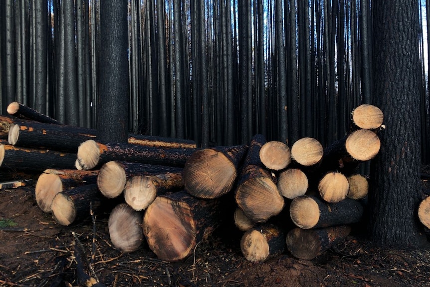 hardwood timber Piles of blackened logs in the middle of a black forest.