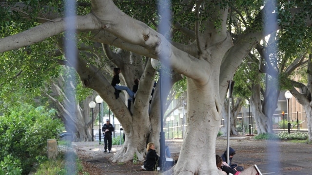 Protesters locked to Laman Street's fig trees in a bid to stop Newcastle Council cutting them down.