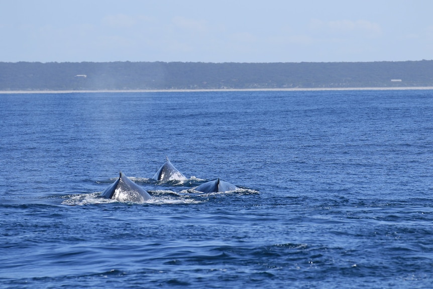 Fowlers Bay humpback whales