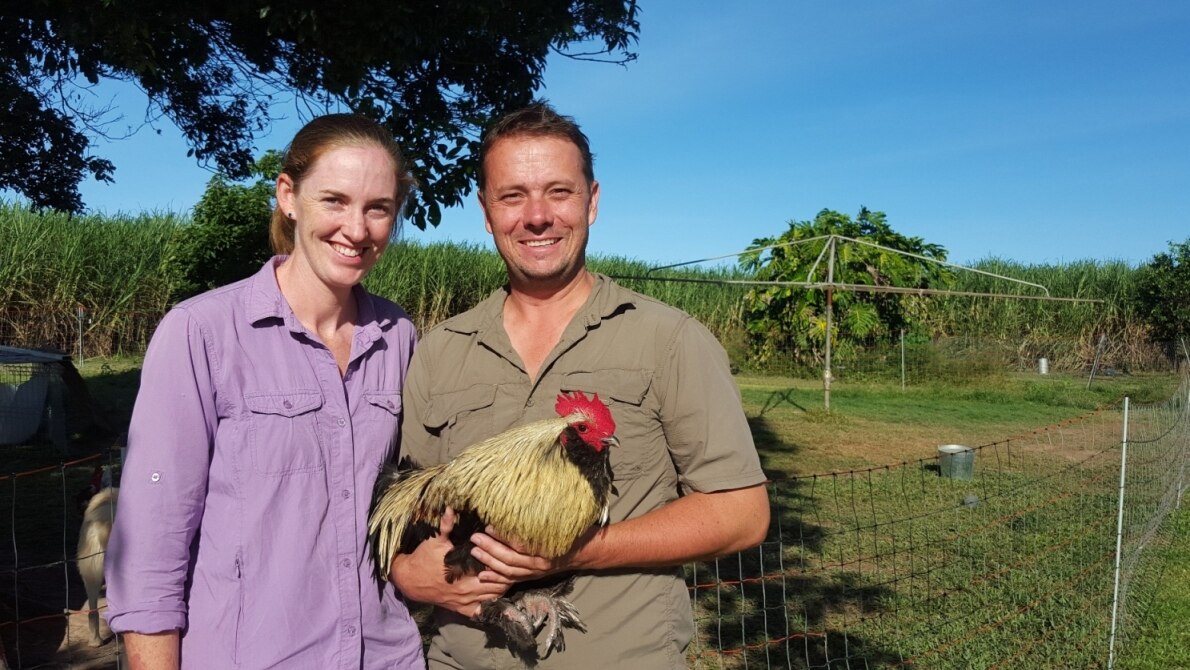 Chooks and sugar cane all part of farm diversity for these Ingham ...