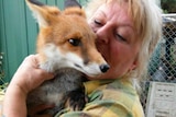 Donna Pearson with her pet fox which was taken by authorities