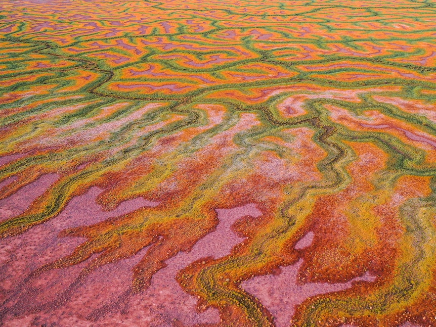 Swathes of pink, green, yellow and orange sprawl across the Channel Country after floodwaters recede