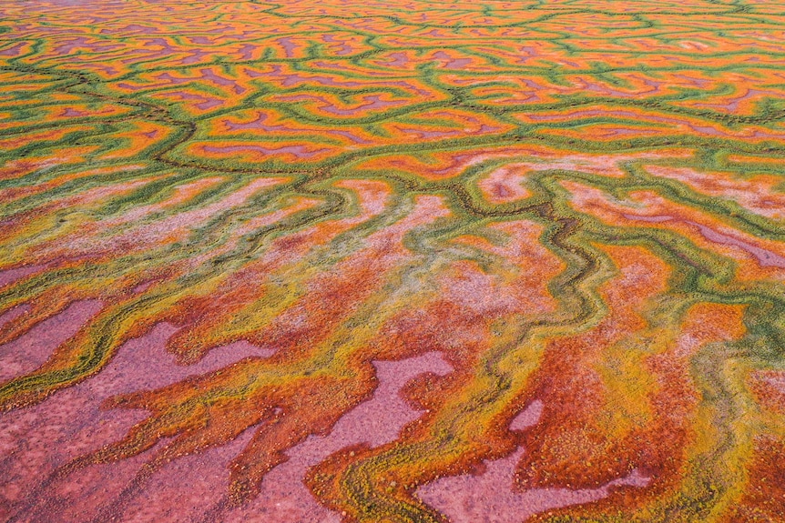 Swathes of pink, green, yellow and orange sprawl across the Channel Country after floodwaters recede