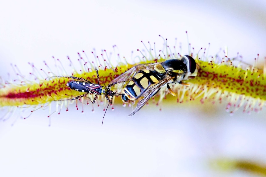 Drosera binata with a setocoris bug attacking a hover fly prey
