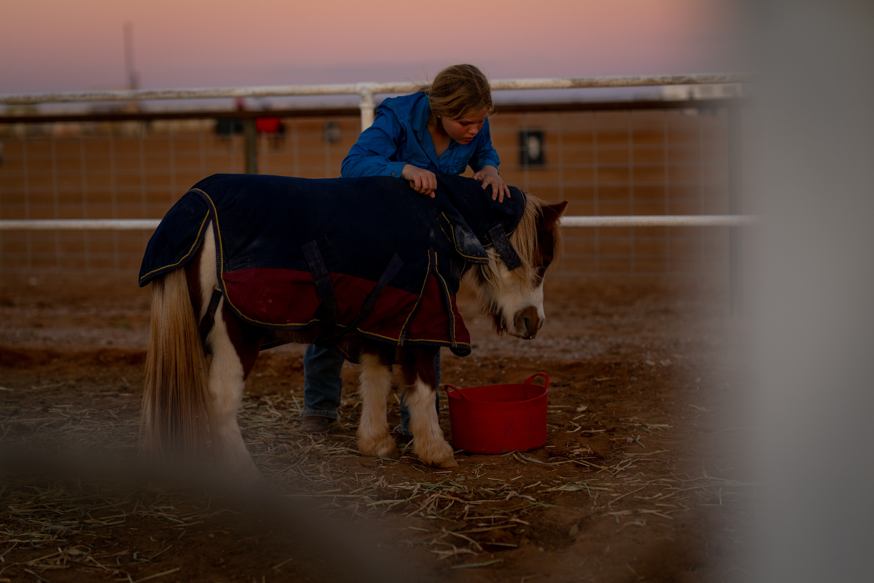 A tiny horse wearing a coat being brushed by a small girl