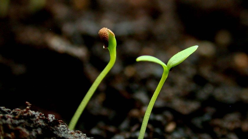 Germinating seeds sprout through the soil