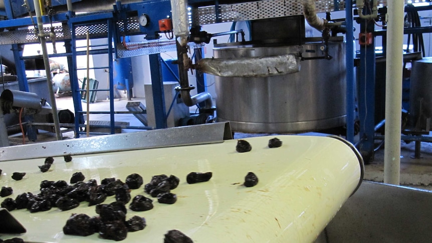 Dried prunes on a conveyor belt in a processing factory