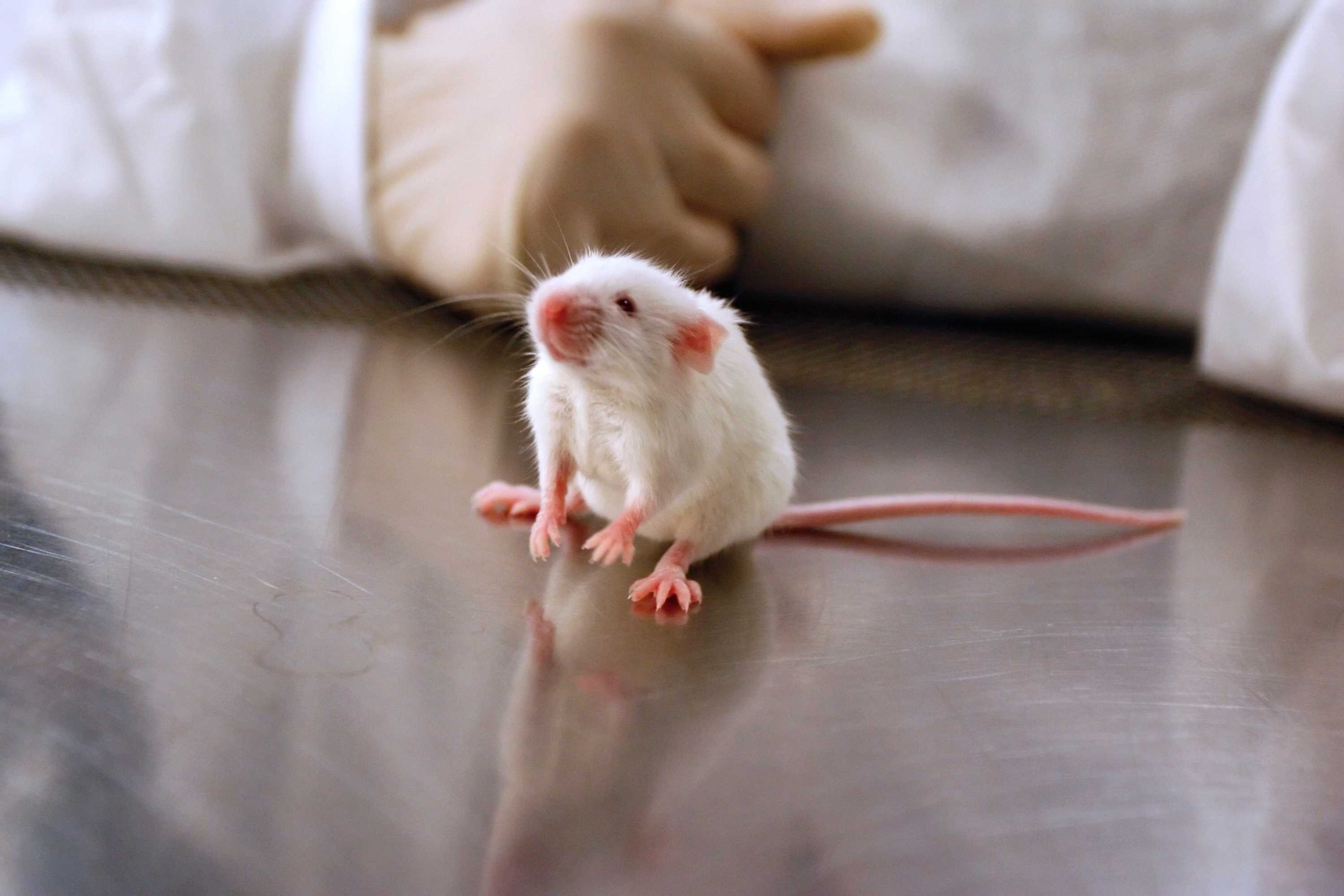 Animal experiments under the microscope