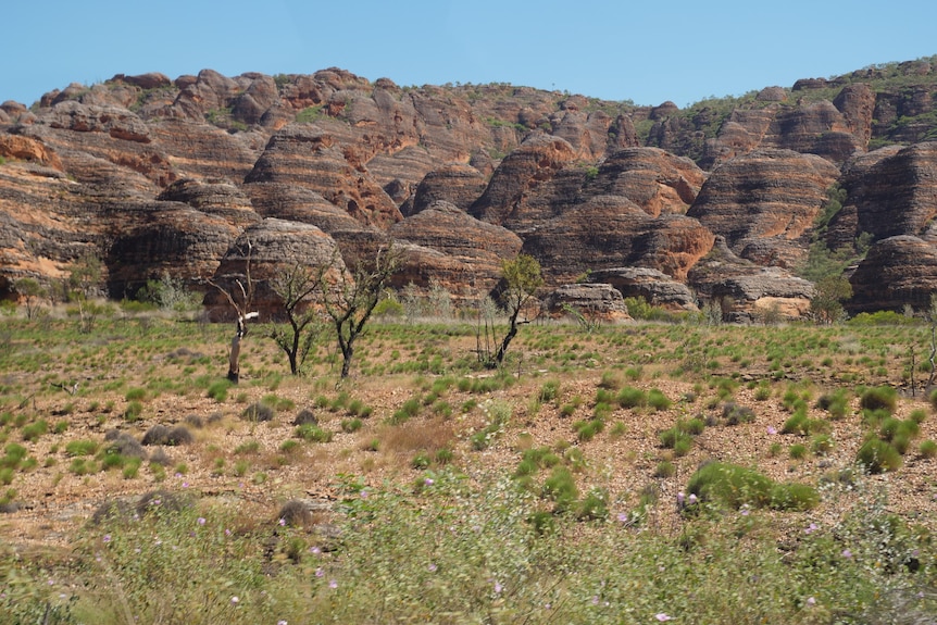 beehive striped rock formations behind spinifex dotted ground