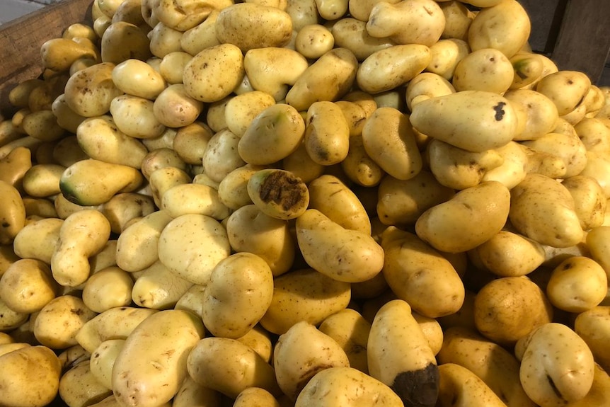 A pile of Nicola potatoes