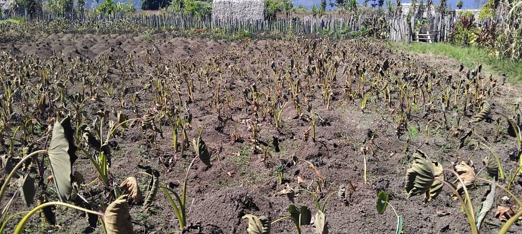 Dried out crops sit in the sun