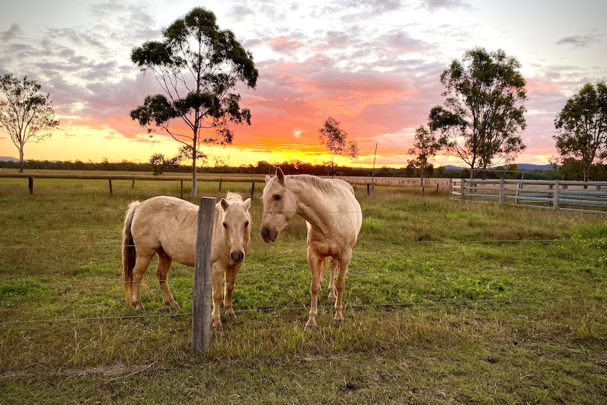 Two horses in an Ipswich paddock with a pink and yellow sunset in the background