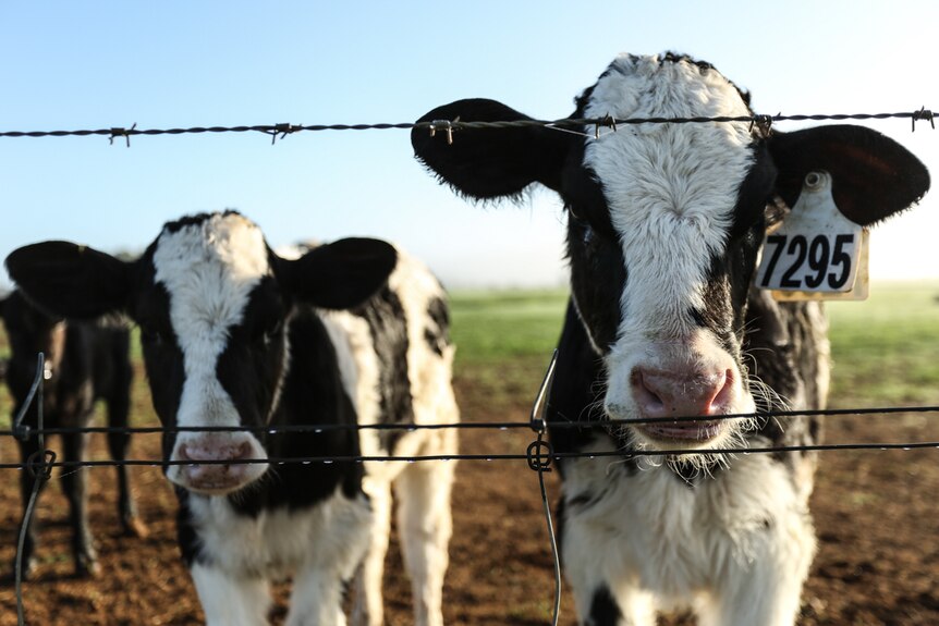 Two black and white calves stand behind barbed wire.