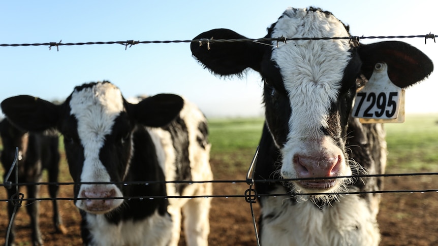 Two black and white calves stand behind barbed wire.