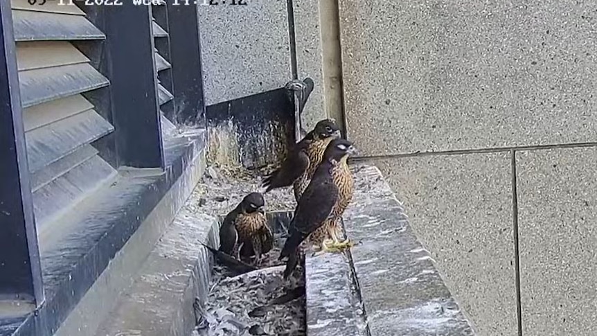 A screenshot from a webcam of three falcon chicks sitting on their next, the edge of a building, with lots of feathers 