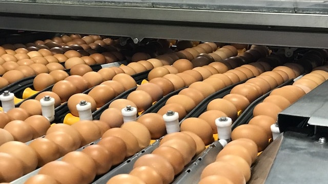 Hundreds of eggs are processed through heavy machinery at a factory