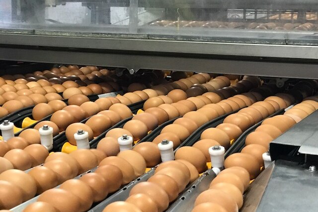 Hundreds of eggs are processed through heavy machinery at the Sunny Queen factory