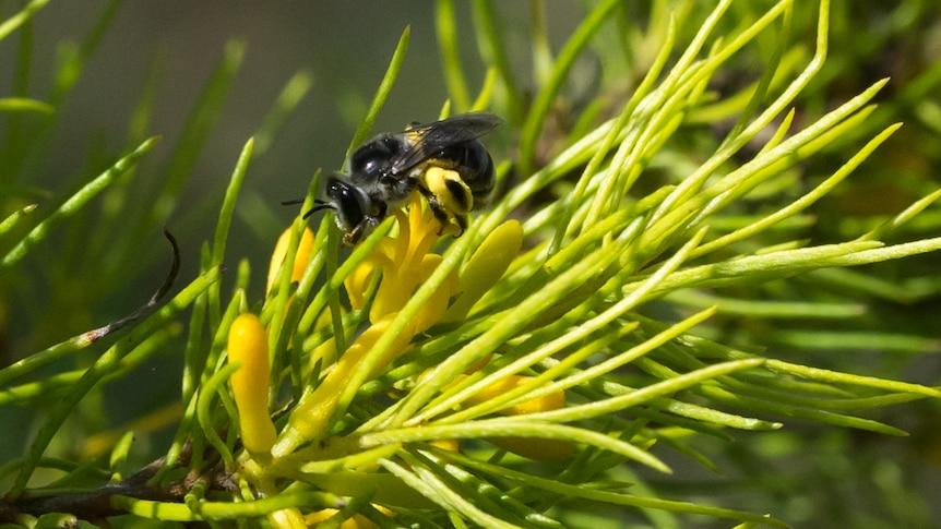 A bee feeds on a personnia pauciflora flower