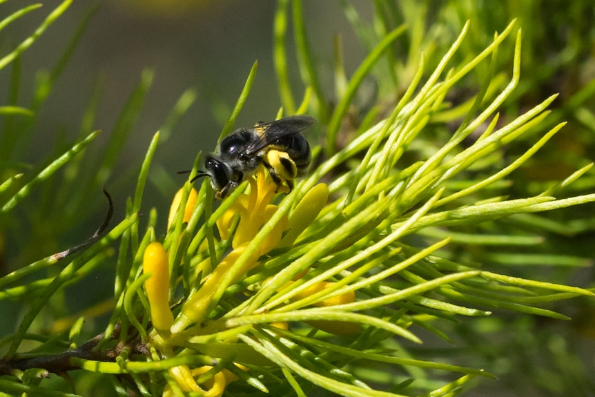 A bee feeds on a personnia pauciflora flower