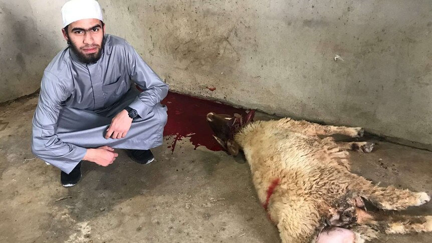 Young man squatting next to a dead sheep with blood.