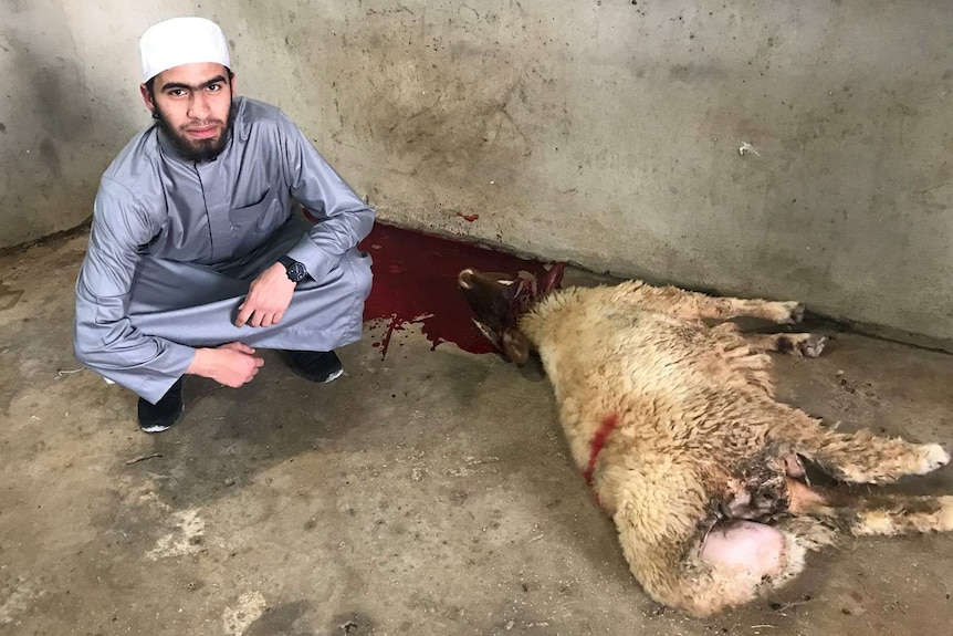 Young man squatting next to a dead sheep with blood.