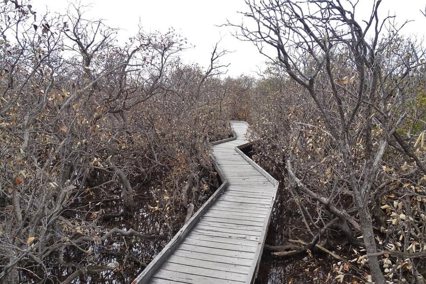 Dead mangroves next to a boardwalk.