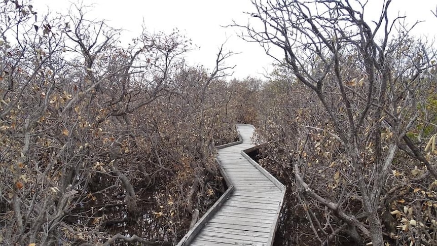 Dead mangroves next to a boardwalk