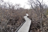 Dead mangroves next to a boardwalk