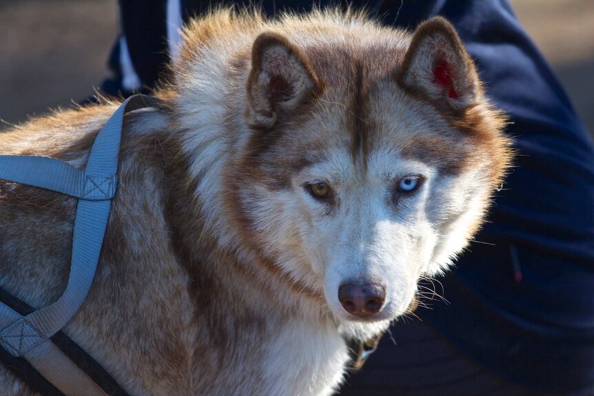 A sporting sled dog