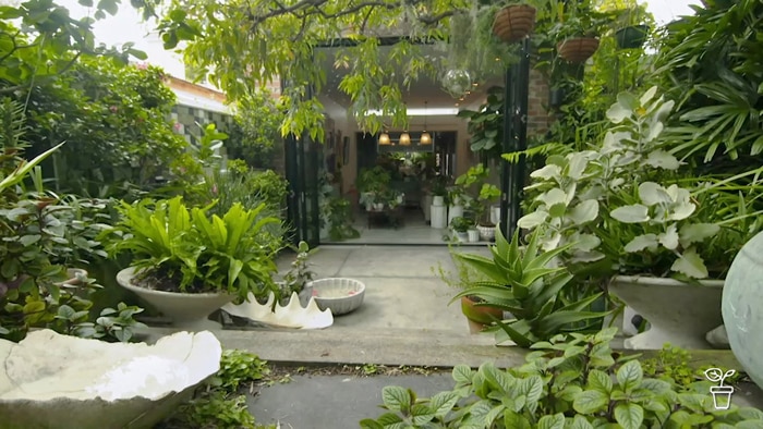 Courtyard garden filled with green-leafed plants looking down towards a house