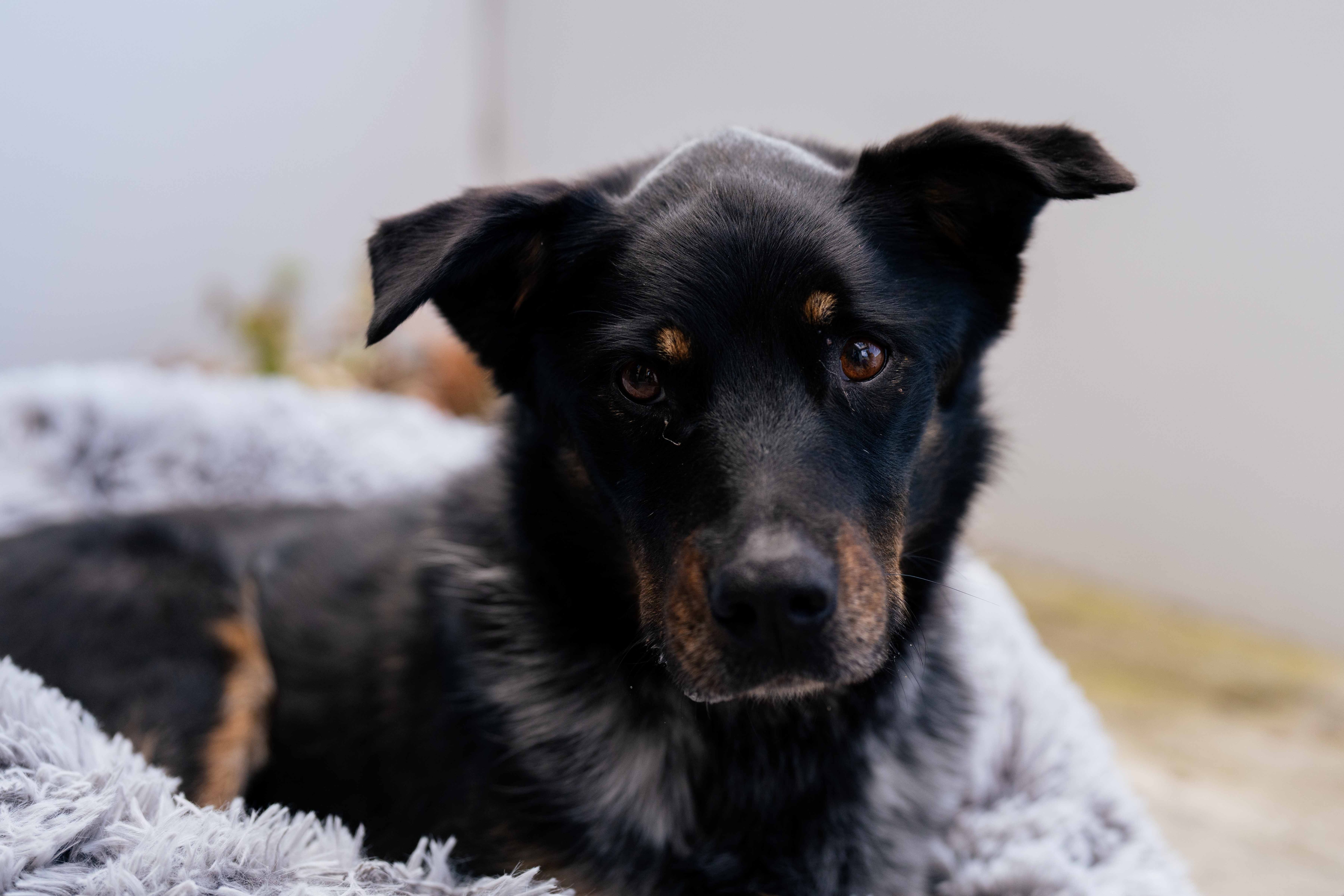 El perro se sienta en la cama para perros.