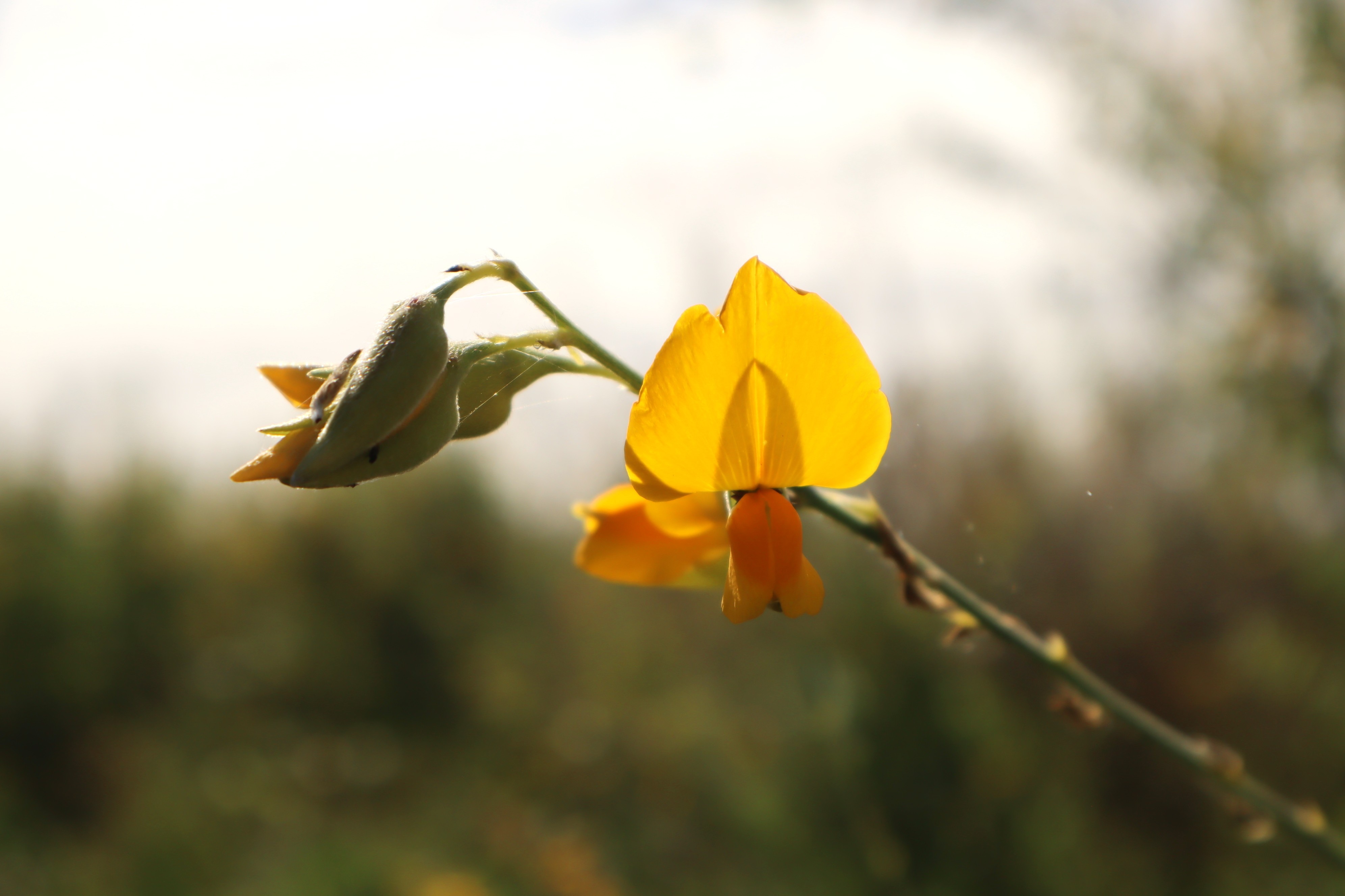 Golden flower cutting the cost of urea fertiliser for farmers