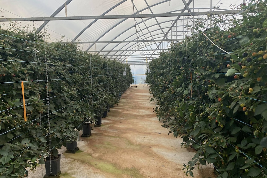 two rows of green raspberry canes sit inside a plastic tunnel, a concrete path separates them.