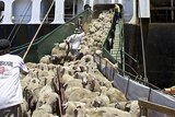 Sheep are herded into a ship.