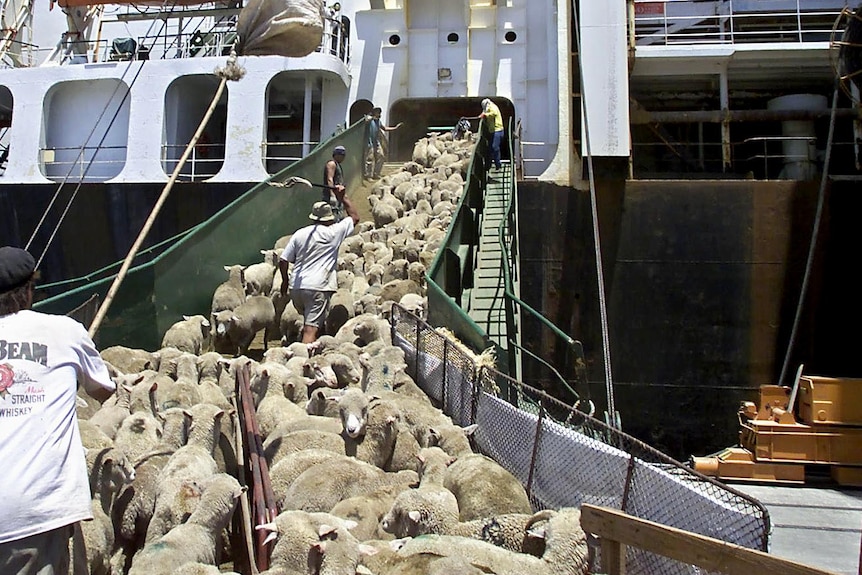 Sheep are herded into a ship.