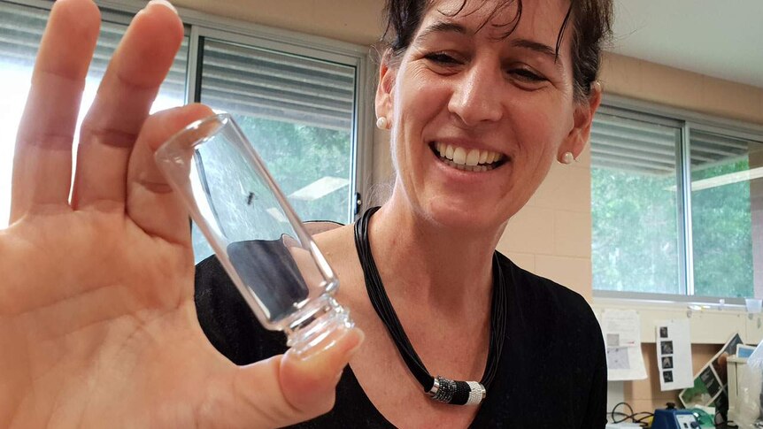 James Cook University Associate Professor Lori Lach smiles as she holds a glass jar with a stingless native bee inside.
